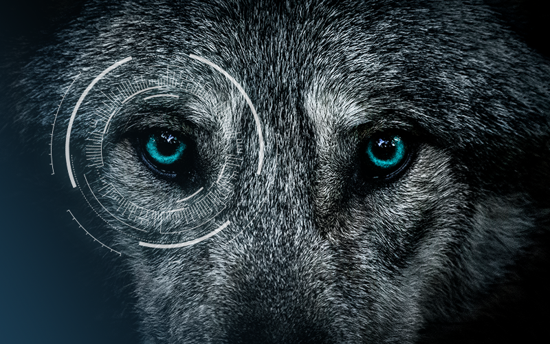 security-wolf-800x500-1